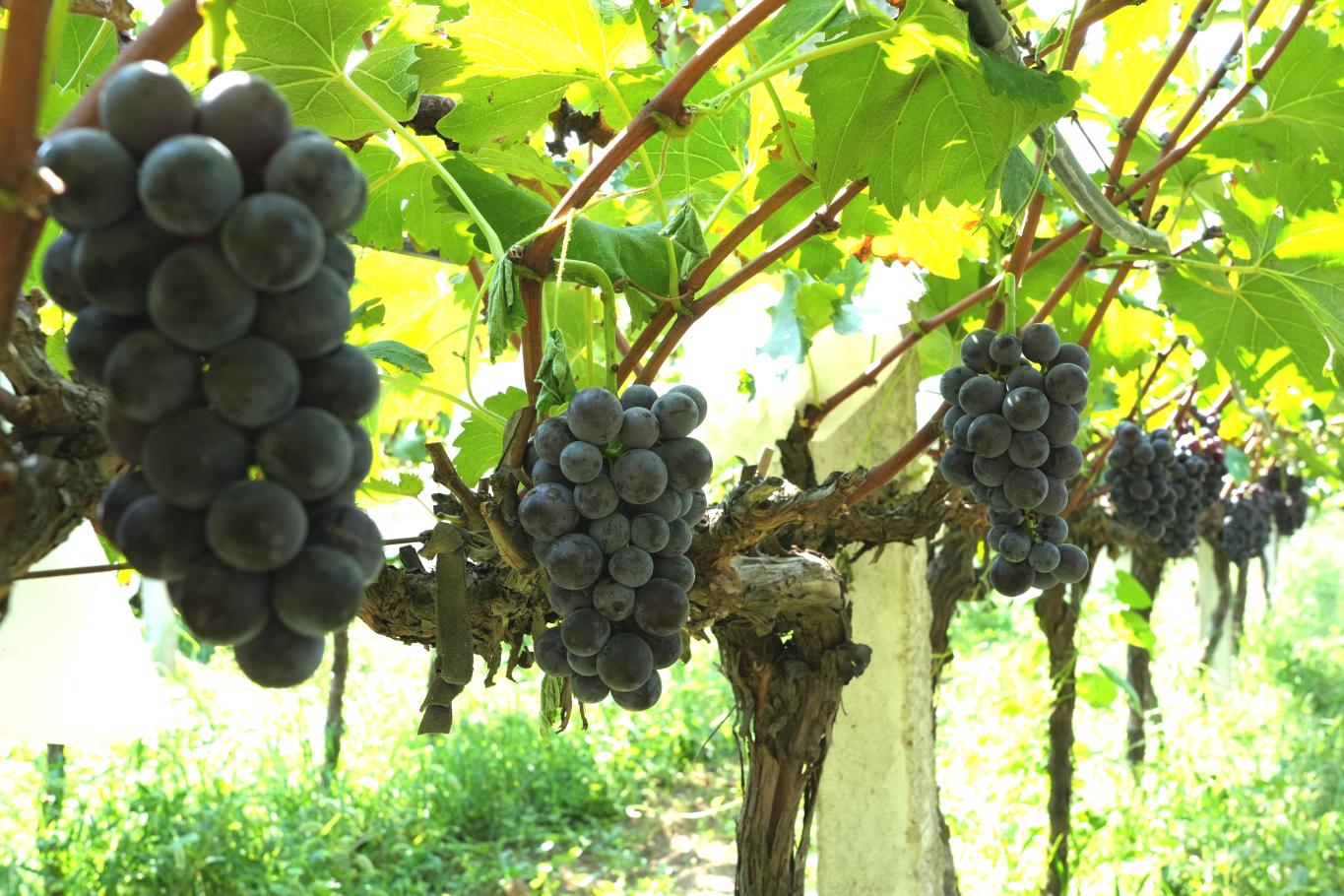 20250821163043363-83-6b68d.jpg_scale.jpg 20250821163043363-83-6b68d.jpg_scale.jpg