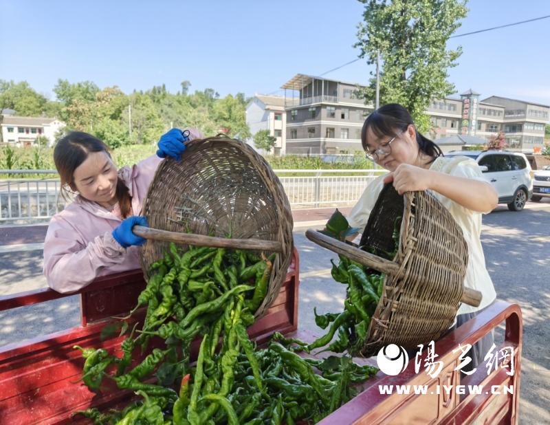 20250828141741213-81-e271a.jpg 20250828141741213-81-e271a.jpg